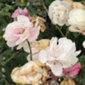 Meet your Posher, Genevieve